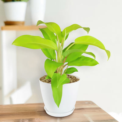 golden emerald philodendron ‘Golden Goddess’ Philodendron 6" Pot / Teal / Without Pot