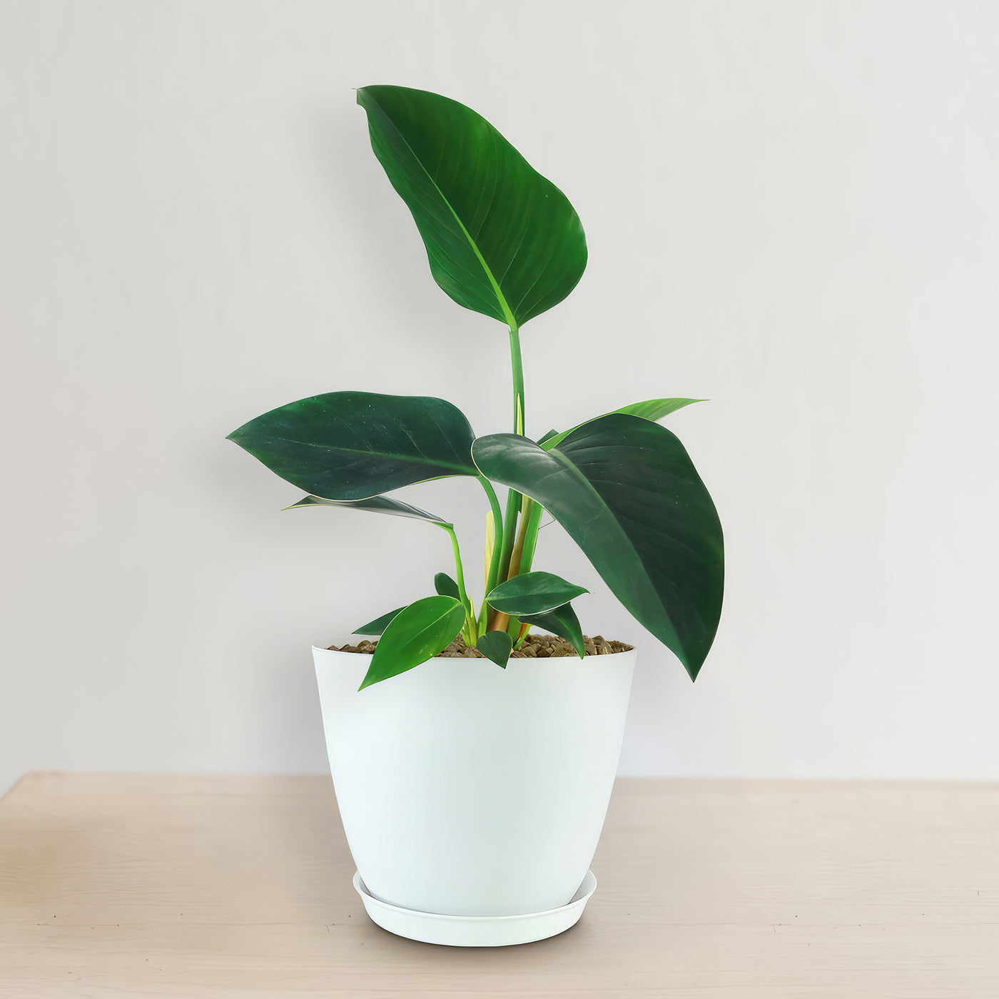 Philodendron ‘Green Congo’