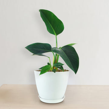Green Congo Philodendron