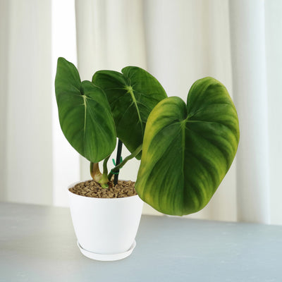 Love Plants with Heart Shaped Leaves - Valentines & Romantic Live Gifts |  Planet Desert