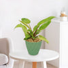 Painted Lady Philodendron