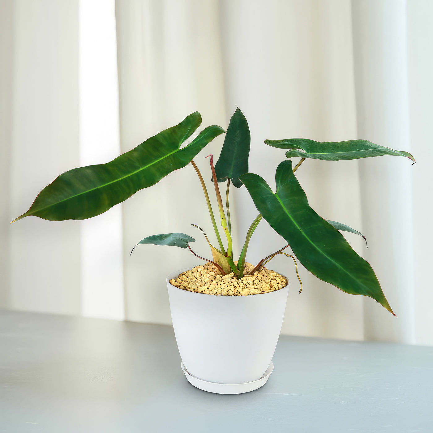 philodendron drainage Philodendron atabapoense 6" Pot / Self Watering / Without Pot