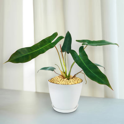 best type of pot for philodendron Philodendron atabapoense 6" Pot / Self Watering / Without Pot