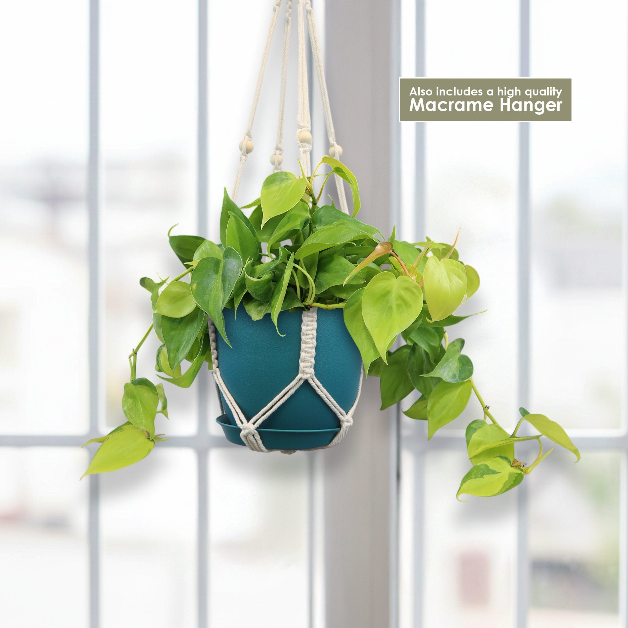Philodendron ‘brasil’