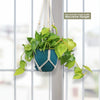 Philodendron ‘brasil’