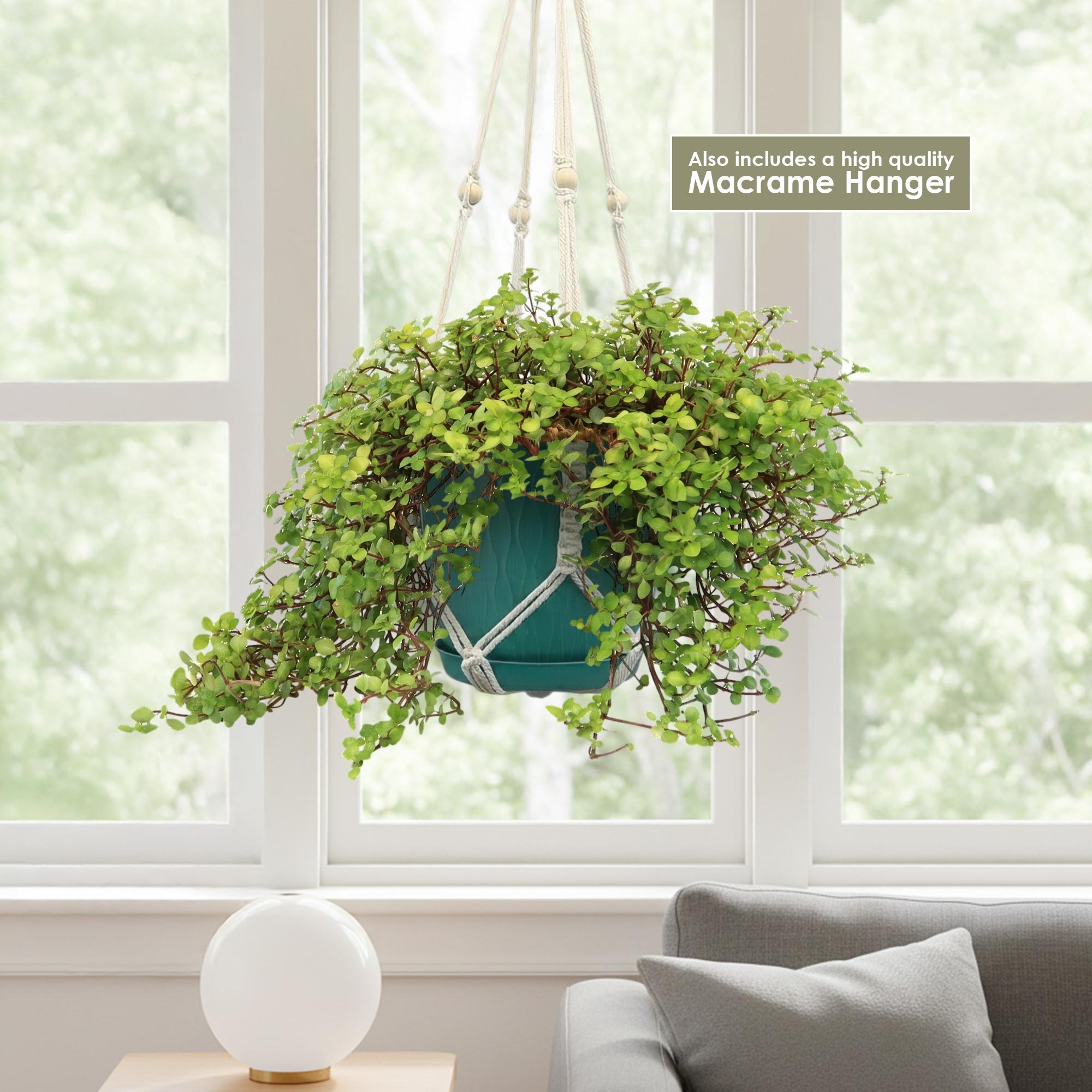 Pilea glauca - Silver Sparkle Plant