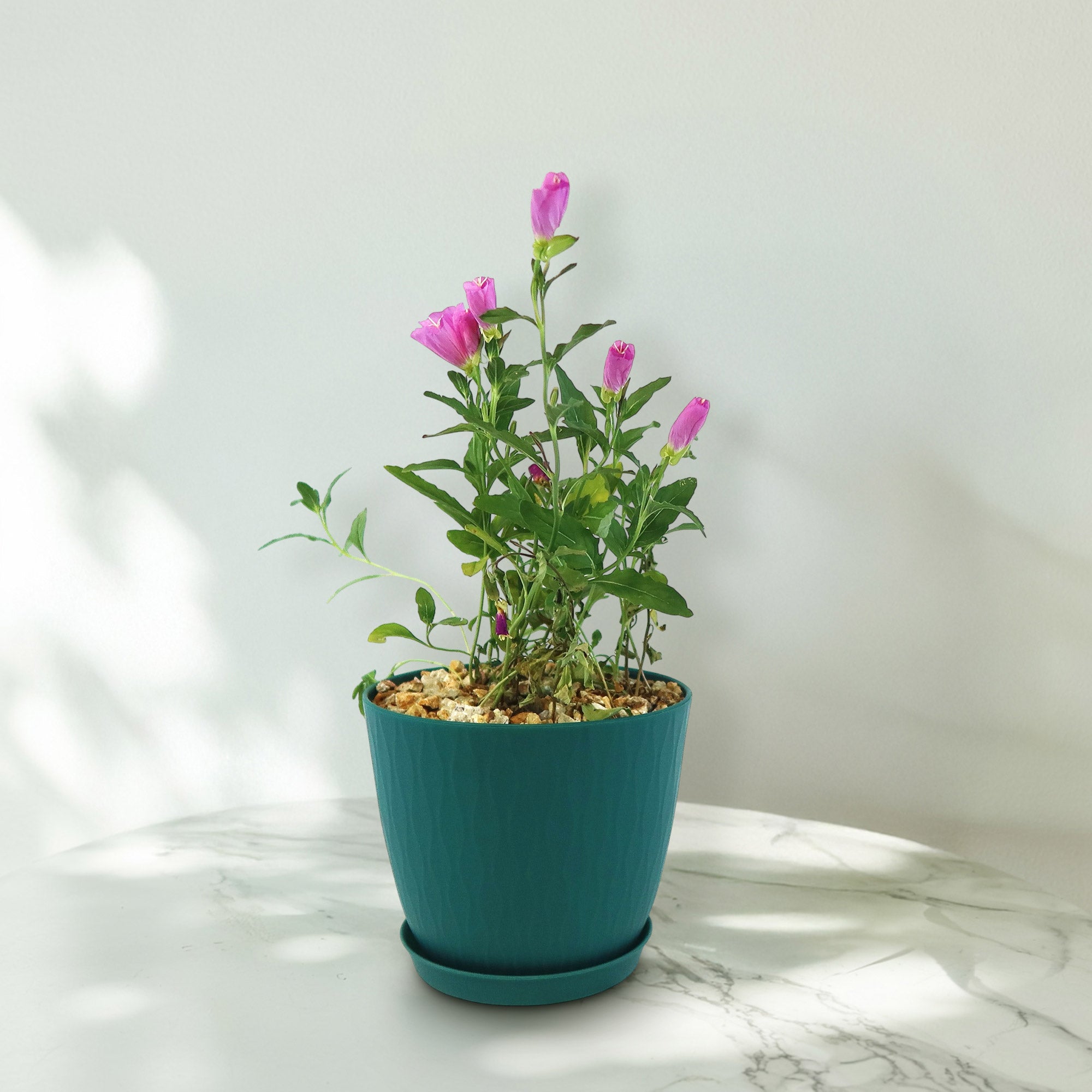 Pink Ladies Plant ‘Oenothera speciosa’