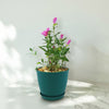 Pink Ladies Plant ‘Oenothera speciosa’
