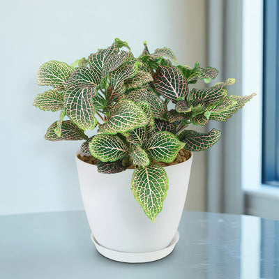hanging fittonia plant Pink Nerve Plant – Fittonia albivenis ‘Pink’ 2 Gal. / Self Watering / Without Pot