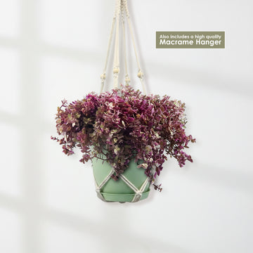 Shop 'Pink Panther Plant - Tradescantia Callisia repens Pink