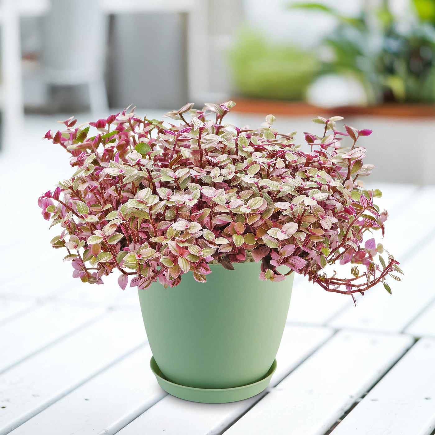 pink panther plant indoor care Pink Panther Plant