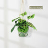 Prayer Plant ‘Maranta leuconeura’