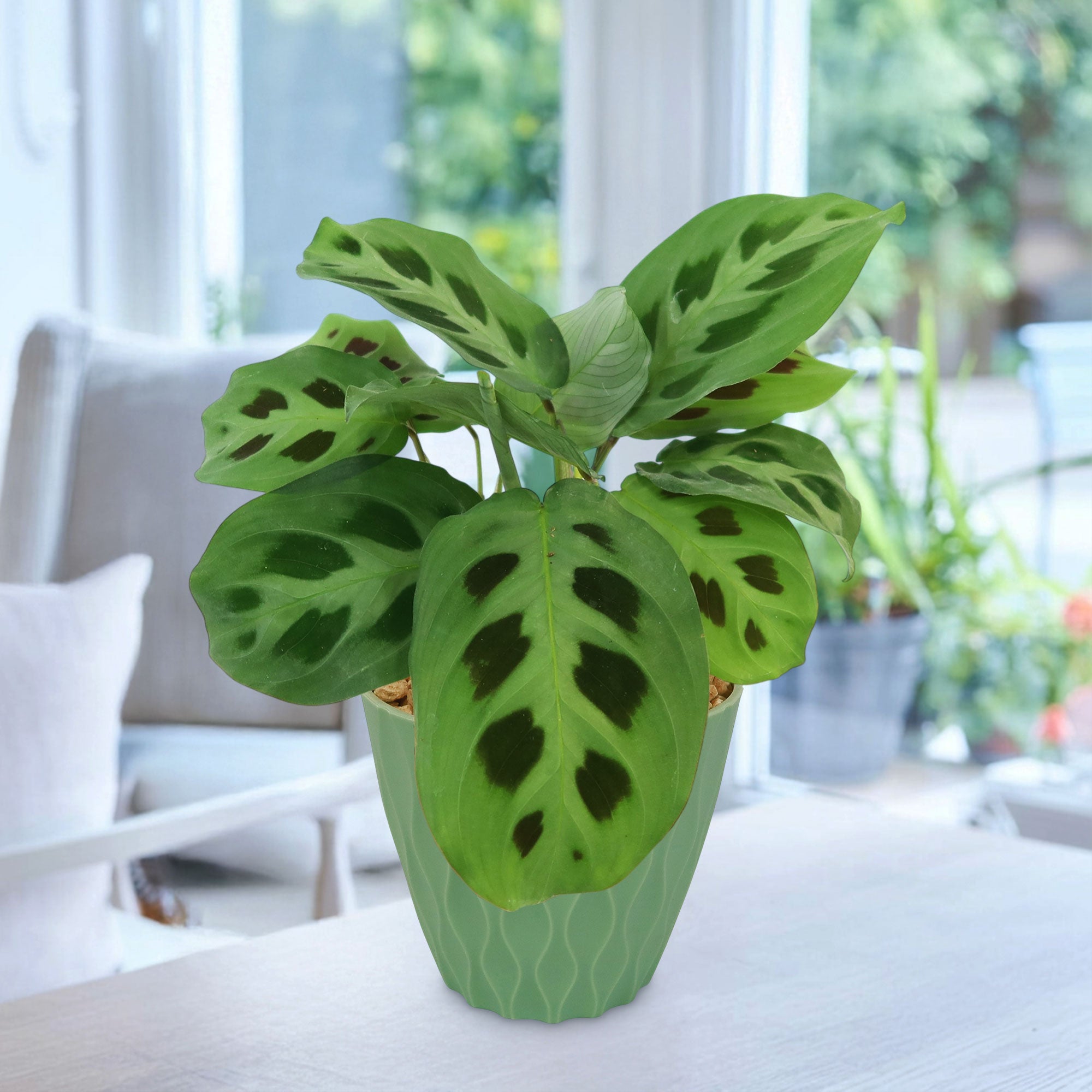 A Maranta leuconeura Prayer Plant with patterned leaves in a decorative pot on a white table in a bright, cozy room with greenery outside.