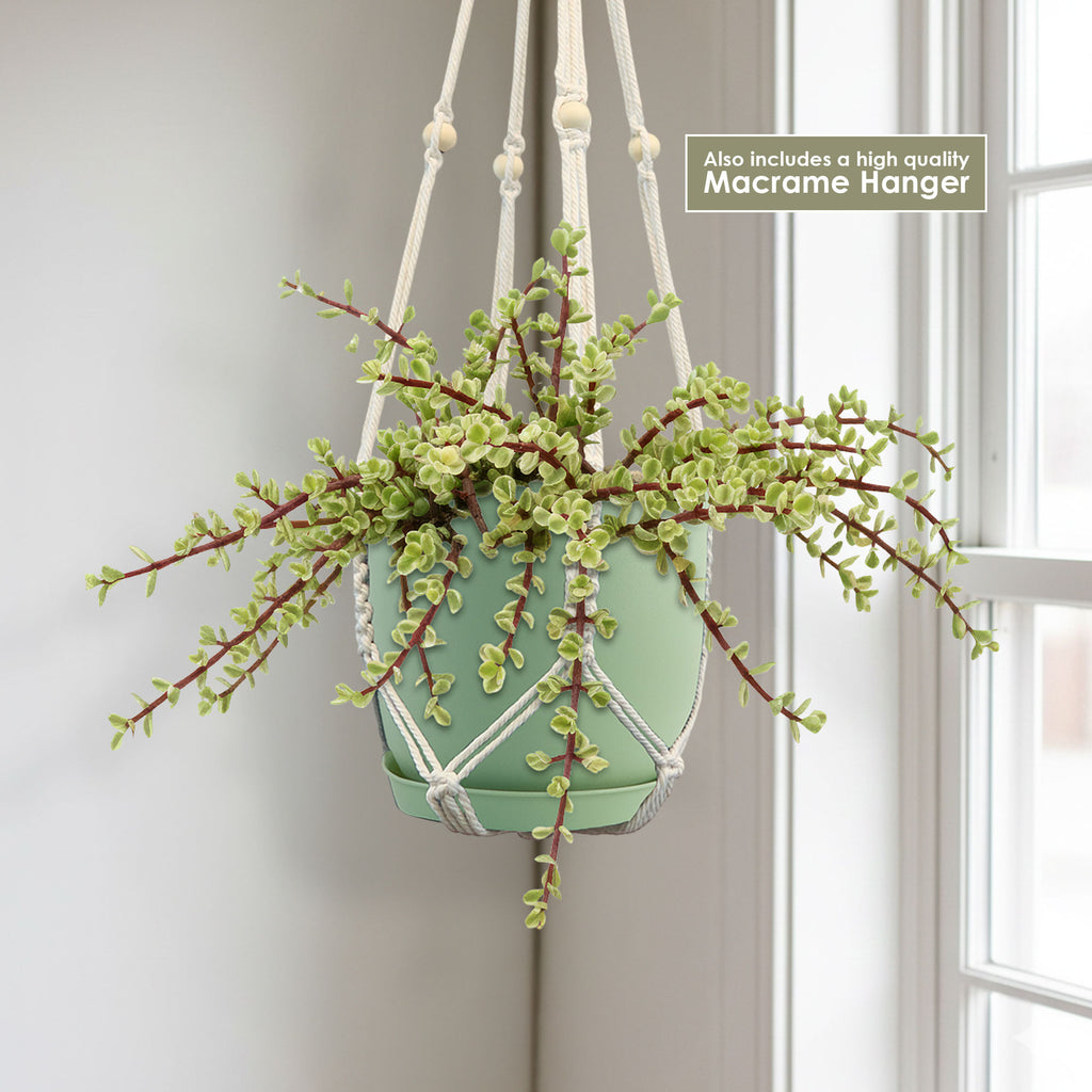 Rainbow bush plant 1 gal.