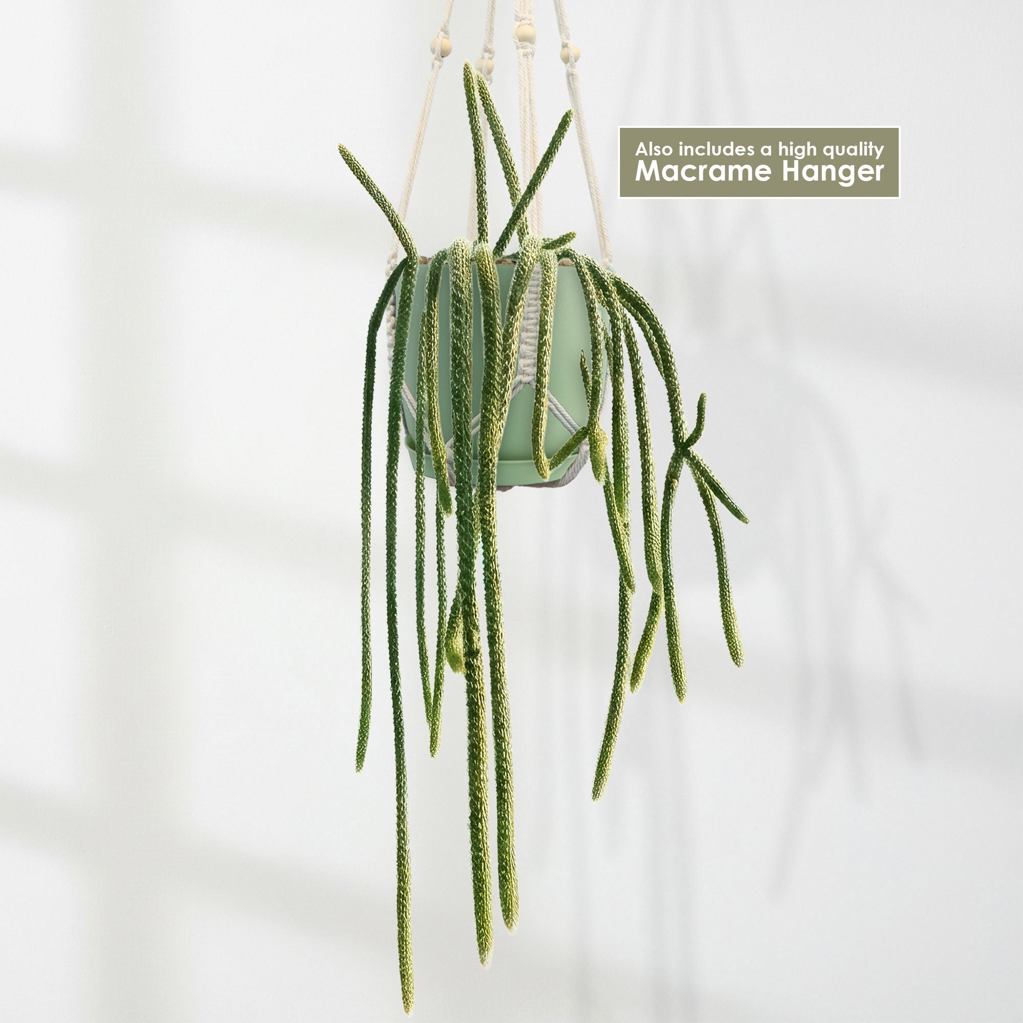 A Rat Tail cactus (Aporocactus flagelliformis) with slender, trailing stems in a macramé hanger against a white background.