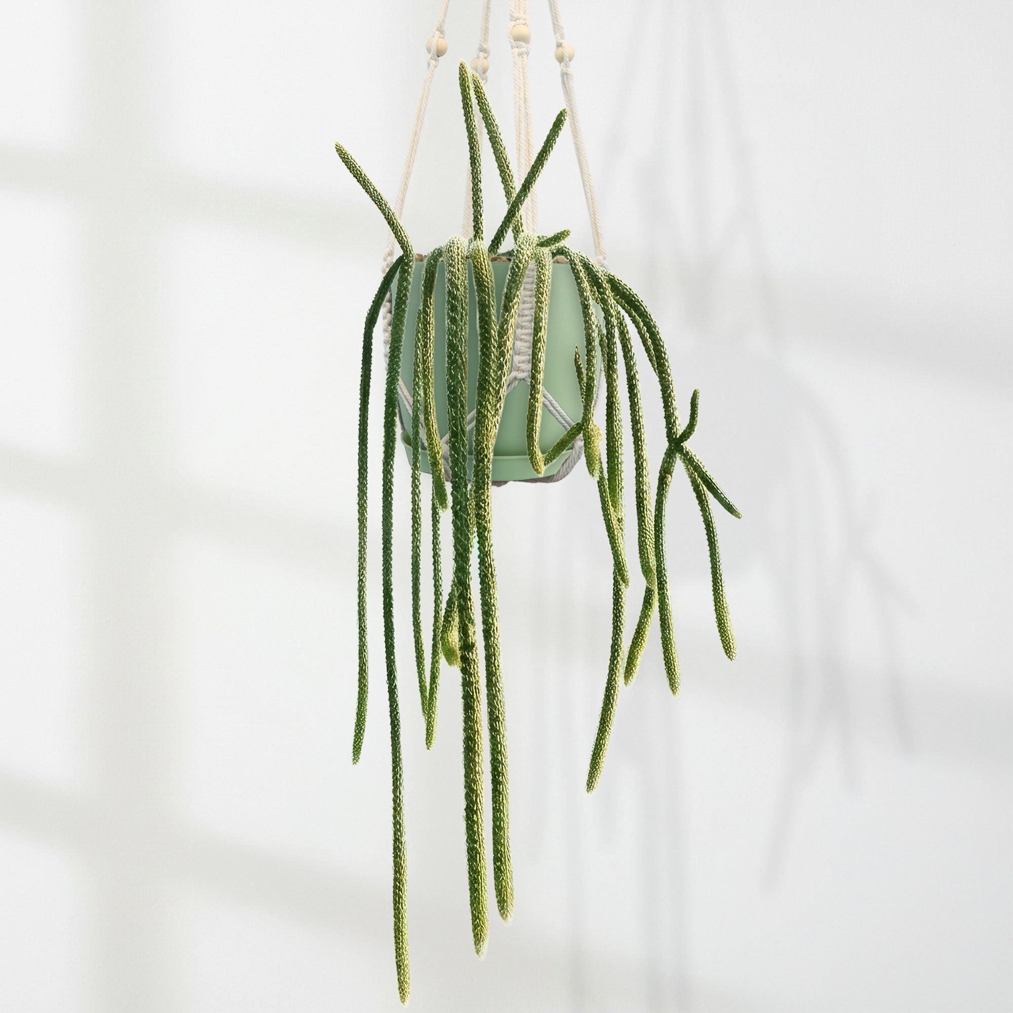 rat tail cactus in a yellow green hanging pot