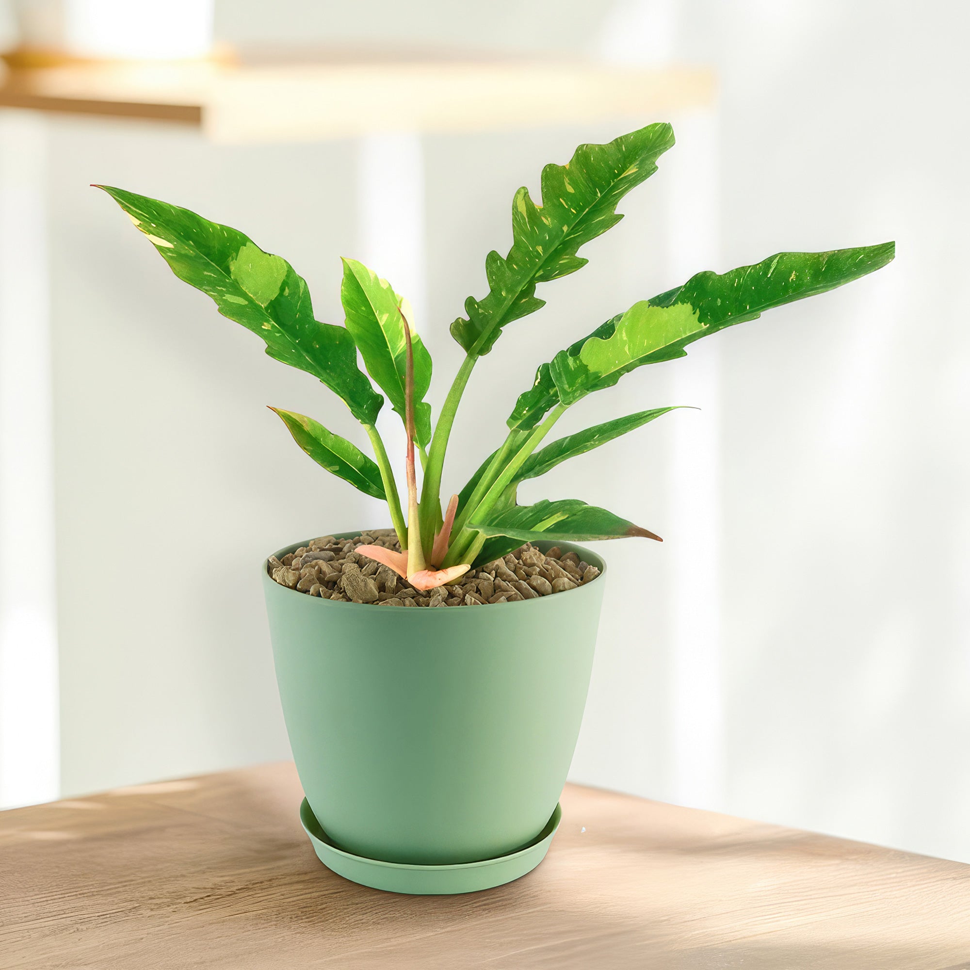 Philodendron ‘Ring of Fire’ with slender, variegated yellow and green leaves in a pot, displayed on wood in bright natural light.