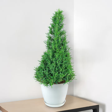 Rosemary Christmas Tree ‘Salvia rosemarinus’ Testing 6