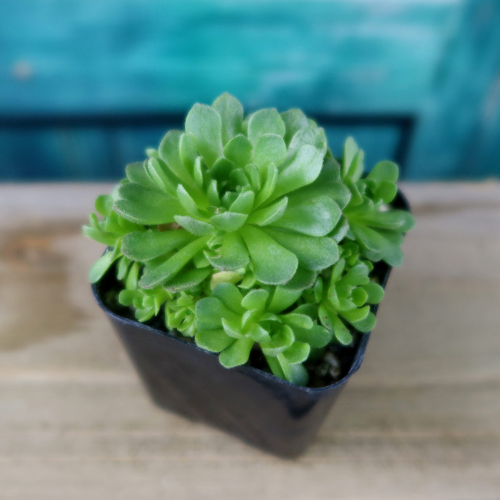 Rosularia platyphylla