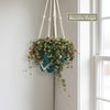 Ruby Cascade Plant - Peperomia ‘Ruby Cascade’