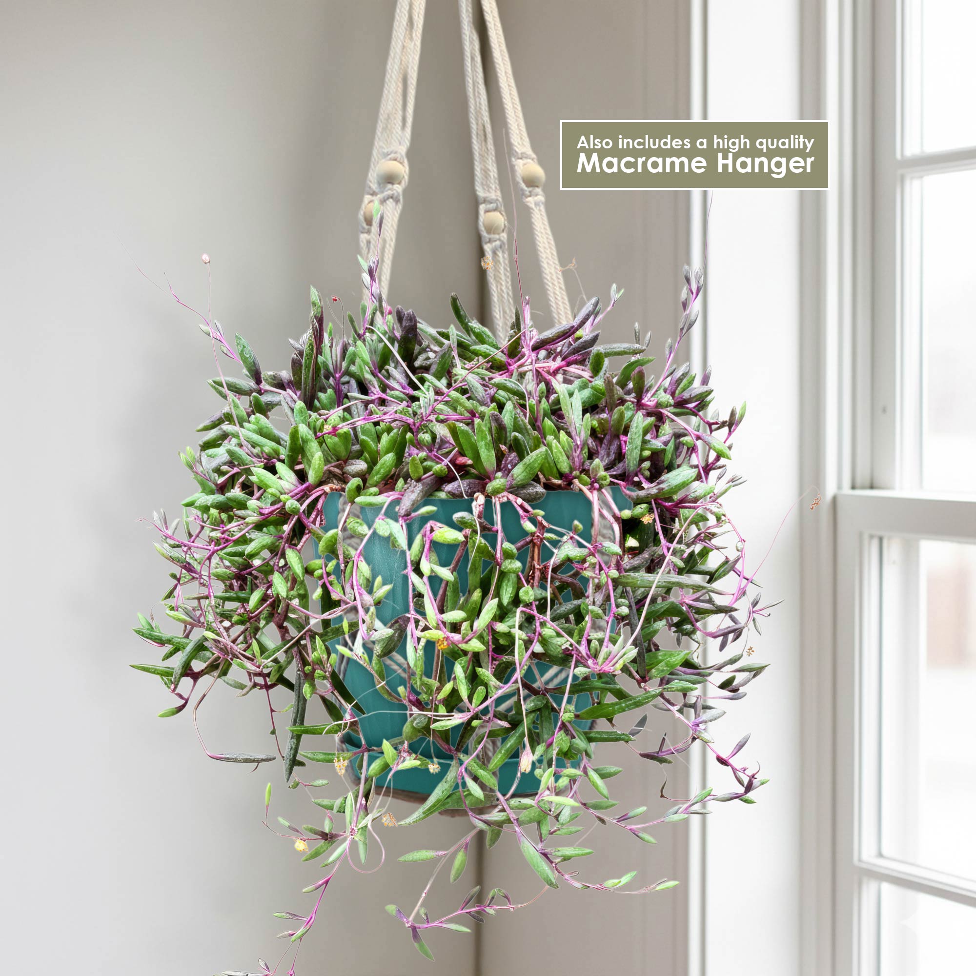 Ruby necklace Othonna capensis 1 gal.