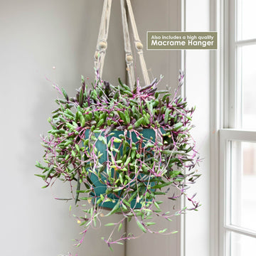 purple succulent hanging plant Ruby Necklace Plant 'Othonna capensis' 1 Gal. / White / With Pot