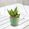 Sansevieria Bird Nest green with lush, yellow-edged leaves in a light green pot on a white wooden surface, indoor plant display.