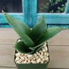 Black Jade Snake Plant ‘Sansevieria hahnii Black Jade’