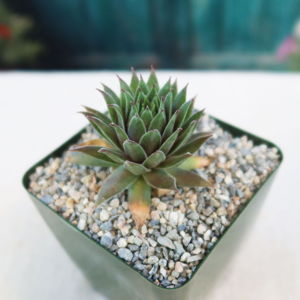 Sempervivum ‘the Rocket’