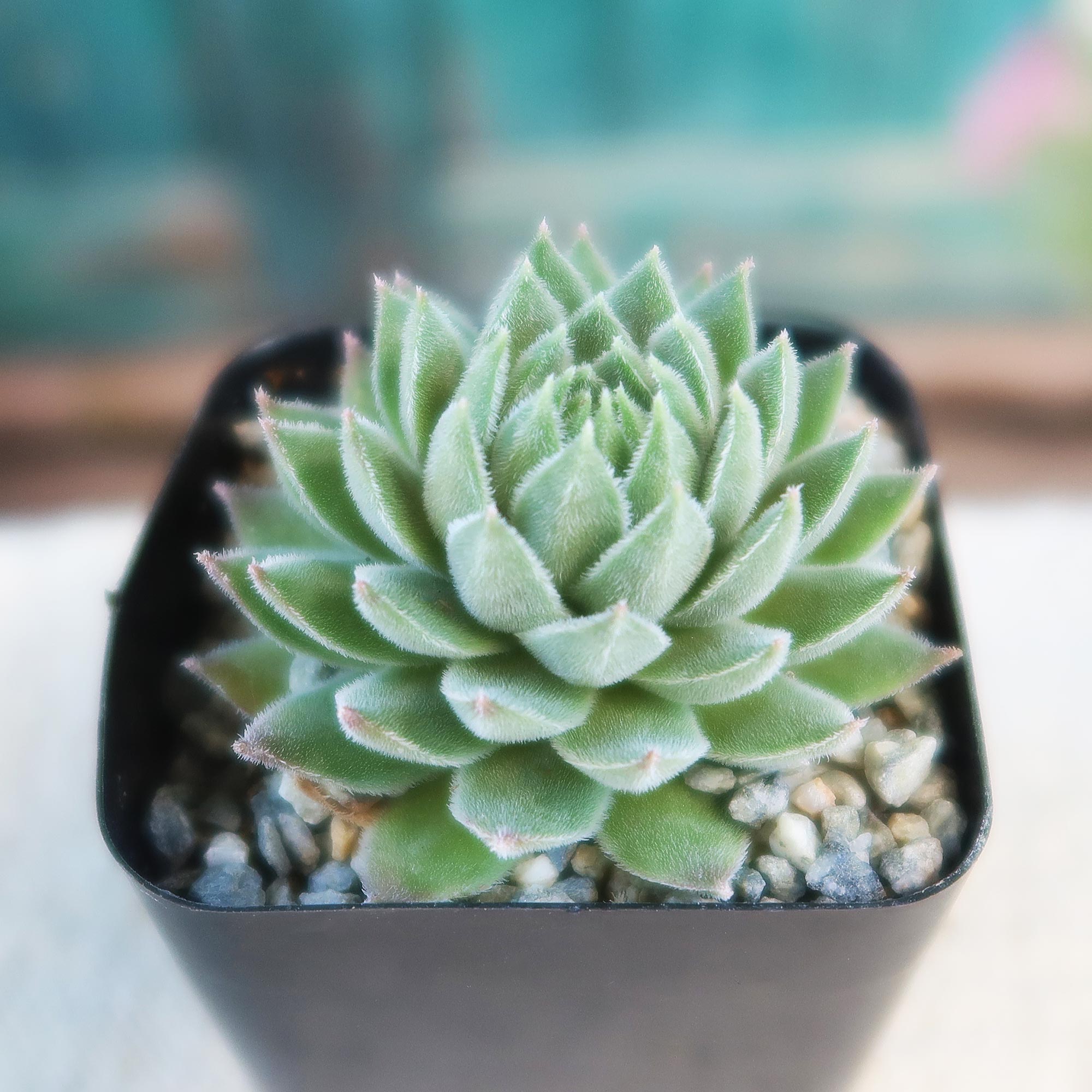 Sempervivum Chick Charms ‘Sugar Shimmer’