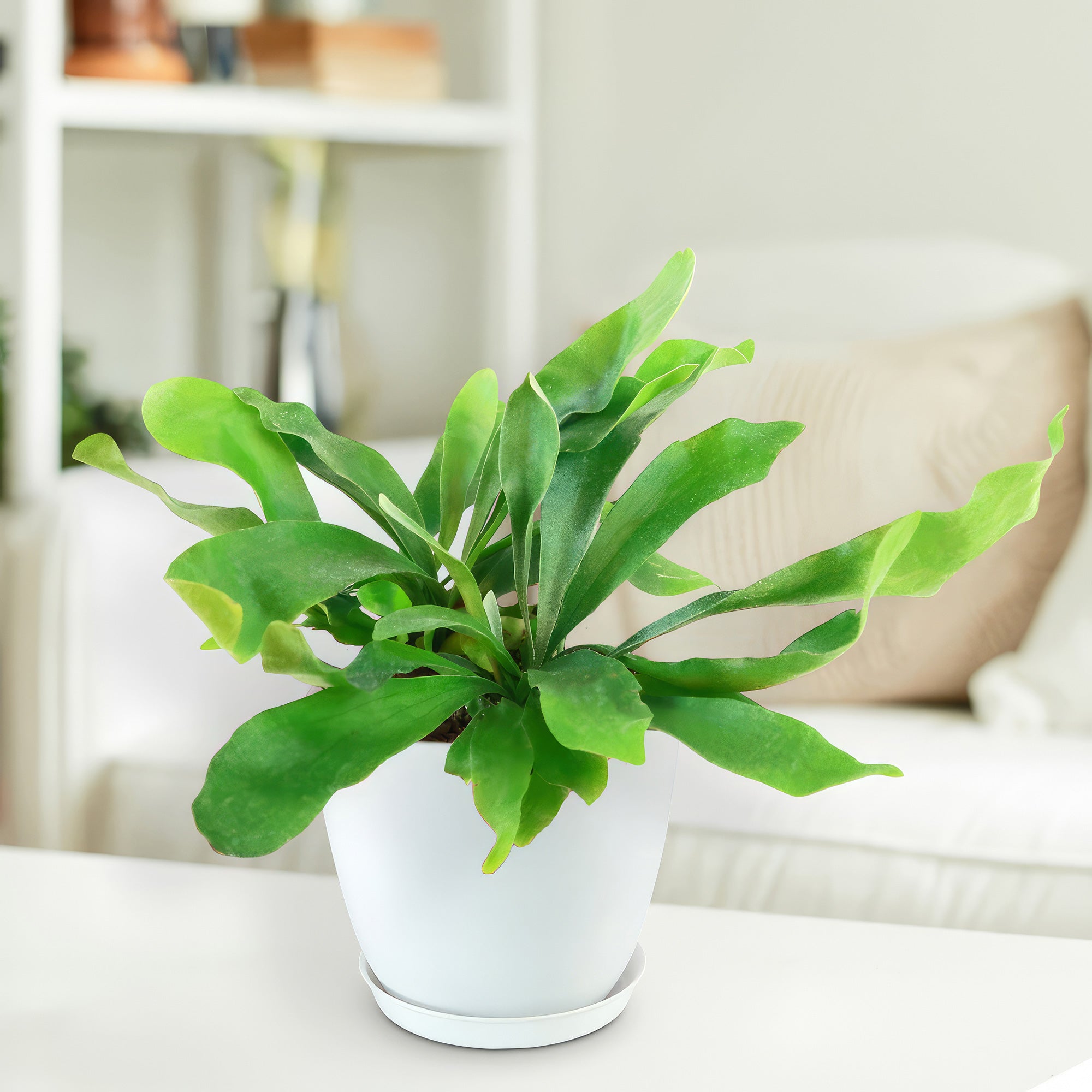 Staghorn Ferns Plants ‘Platycerium bifurcatum’