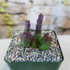 Stapelia mutabilis plant in a pot with pebbles on a blurred background