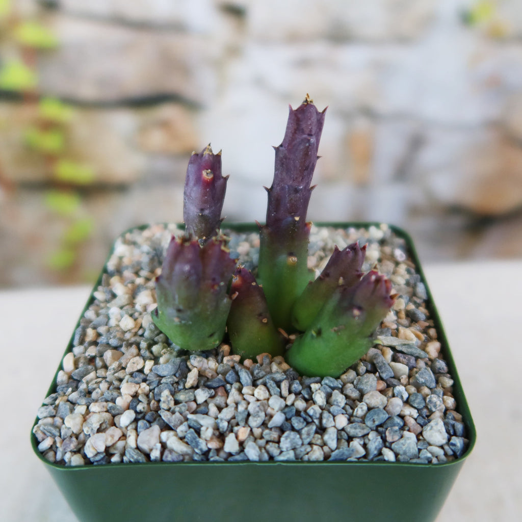 Potted indoor plant with glossy green leaves beside a small Buddha statue