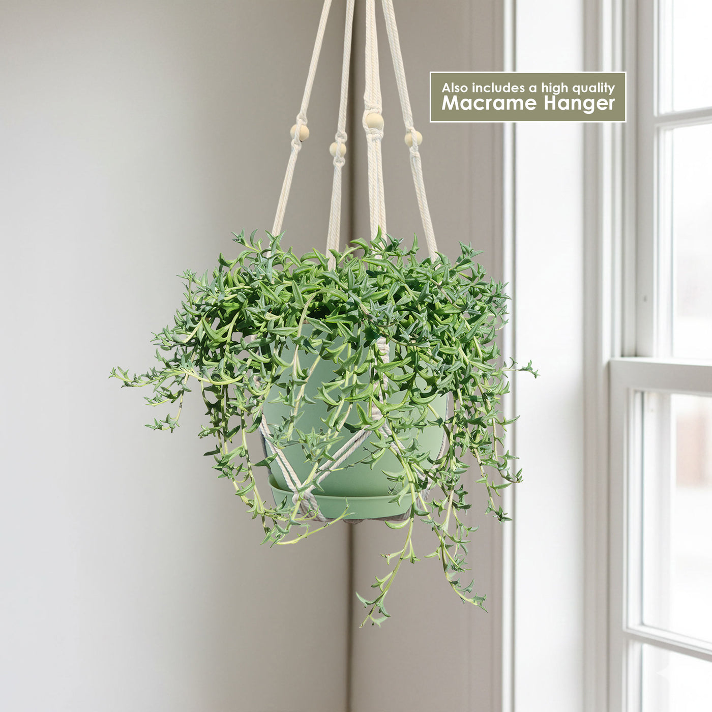 buy hanging plants String of Dolphins 'Senecio peregrinus' 6" Pot / White / Without Pot