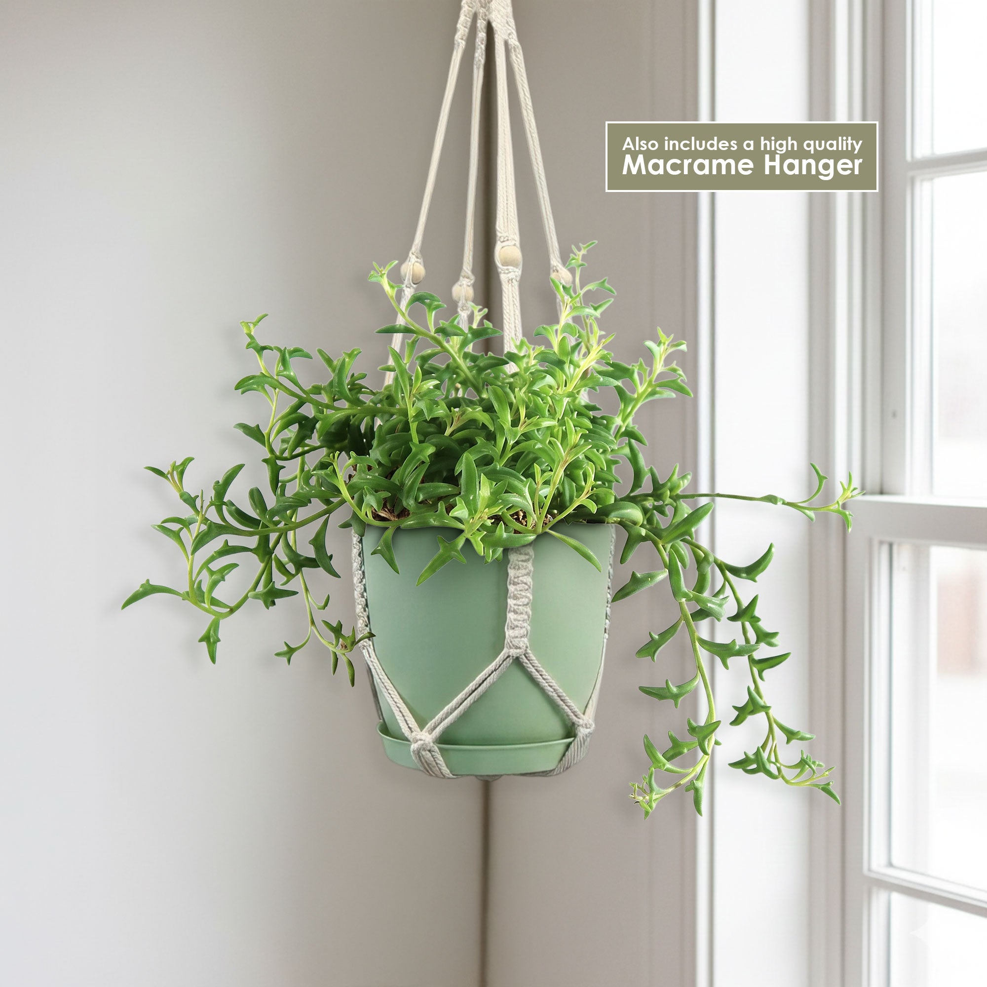 String of Dolphins 'Senecio peregrinus'