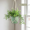 String of Dolphins &