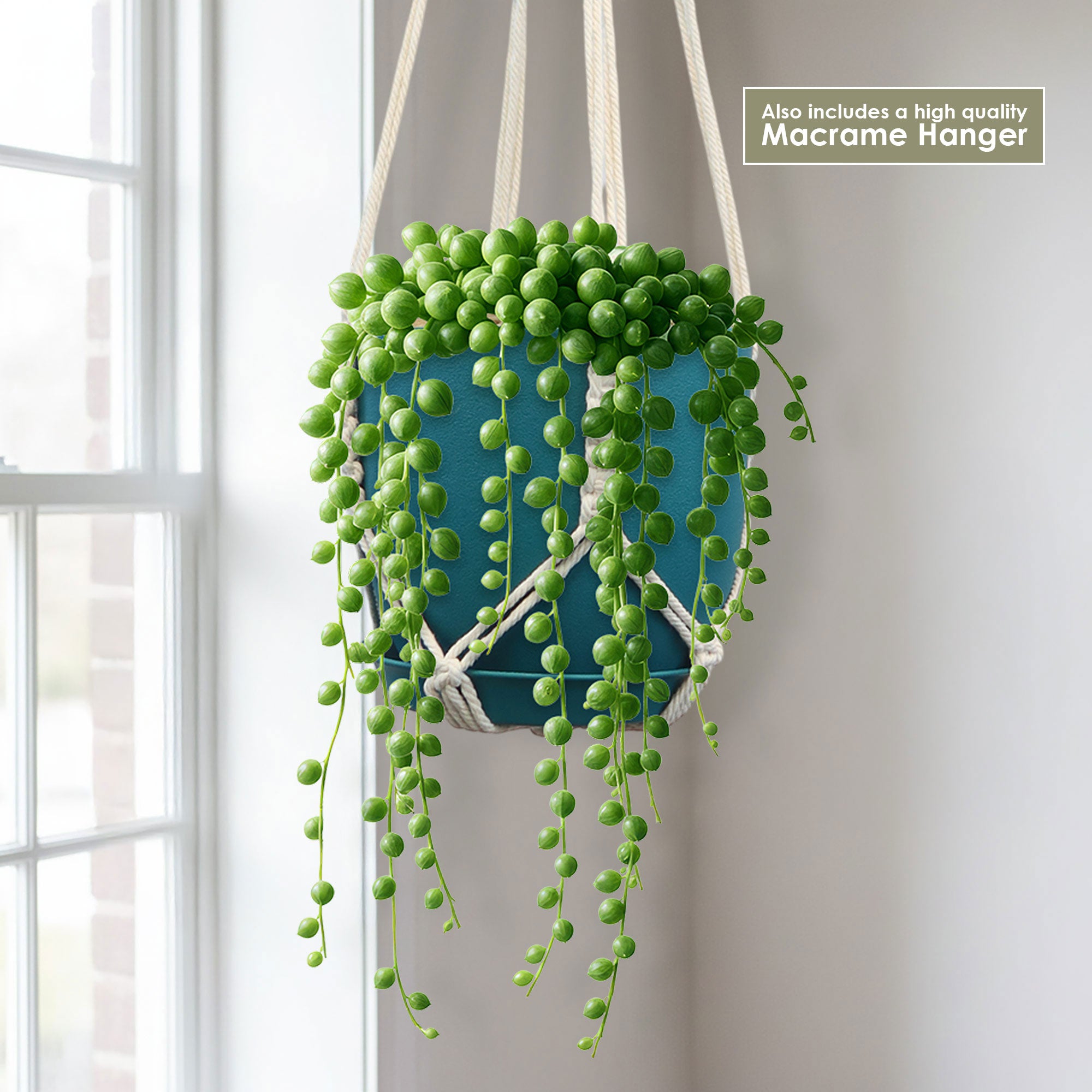 String of Pearls (Senecio rowleyanus) in a blue pot with a white macrame hanger, displayed by a bright window. Macrame hanger included.