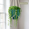 String of Pearls (Senecio rowleyanus) in a blue pot with a white macrame hanger, displayed by a bright window. Macrame hanger included.