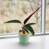 Tricolor Prayer Plant - Stromanthe Triostar