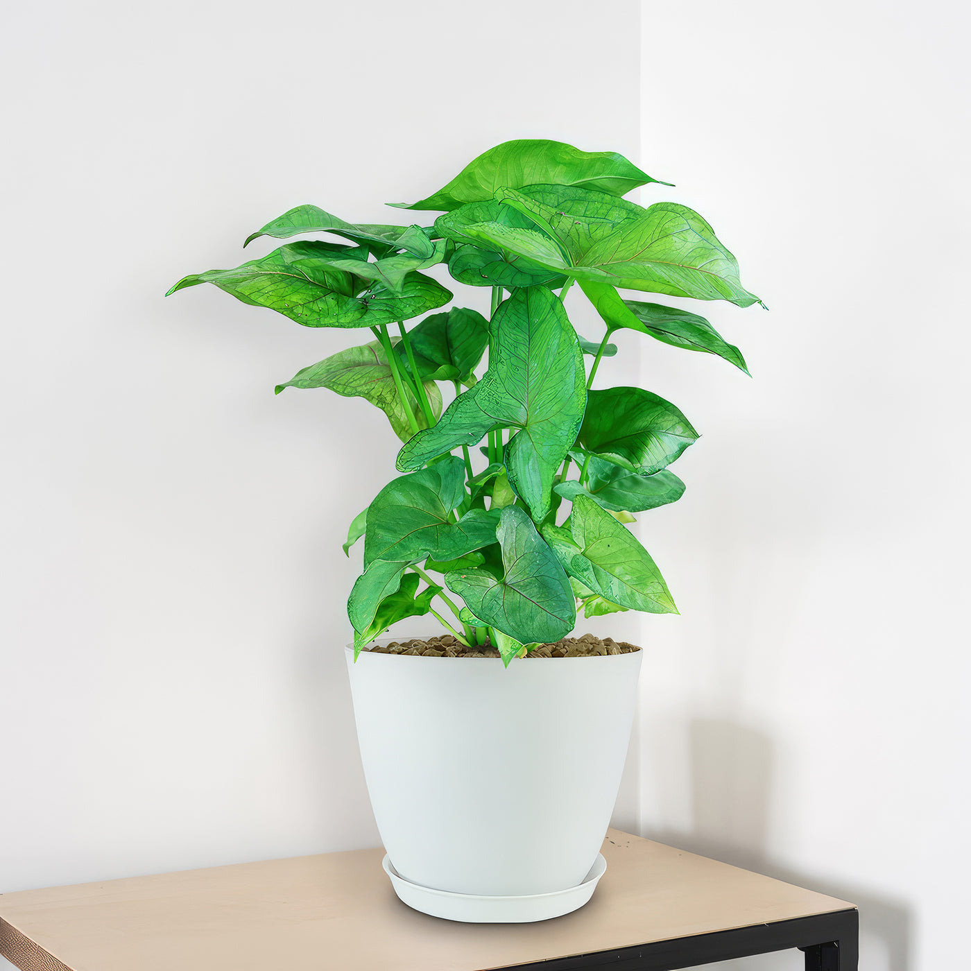 large plant and pot Standard Garden Pot By Plantatorem Set of 4 / Heirloom White main image 0