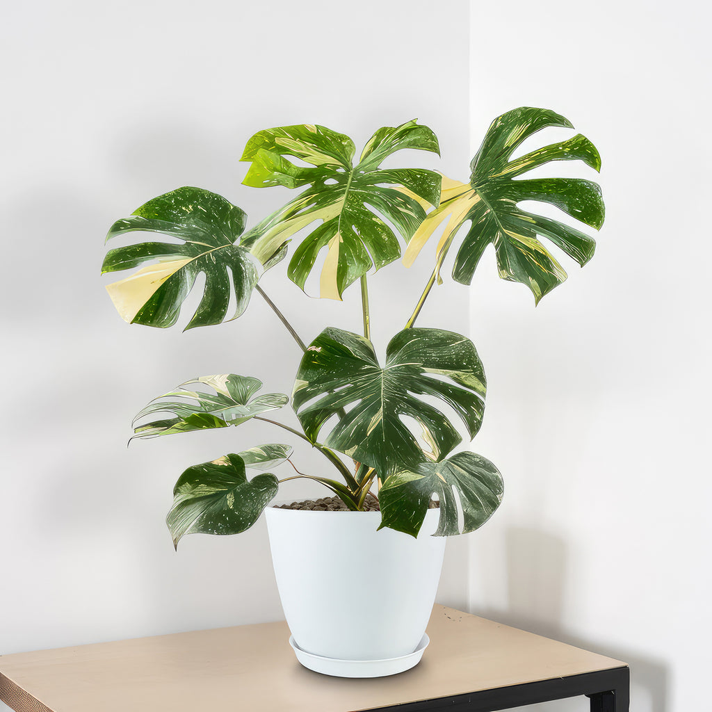 Shop 'Thai Constellation Monstera' Care & Growing Guide