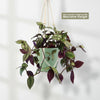 Wandering Jew/Dude ‘Tradescantia zebrina’ (Inch Plant)