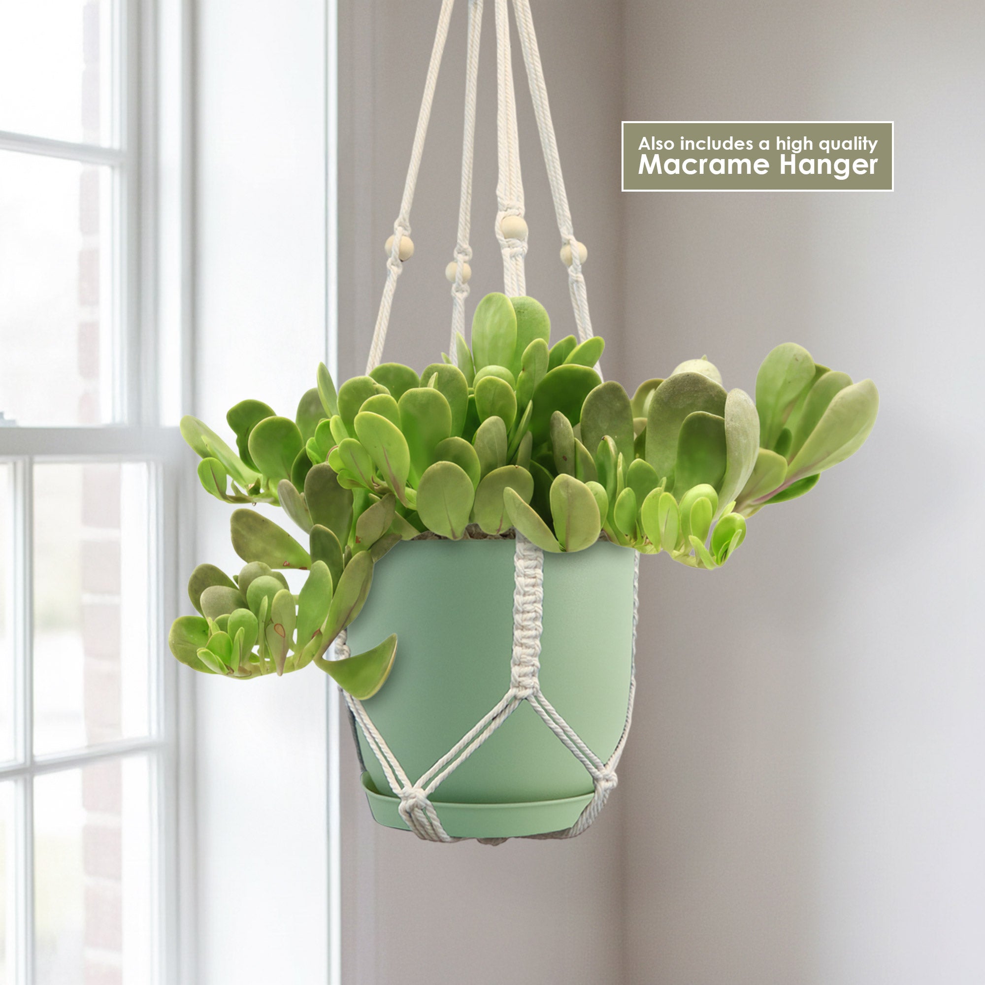 Trailing Jade (Senecio jacobsenii) in a cream macrame hanger displayed by a sunlit window, includes quality macrame hanger.