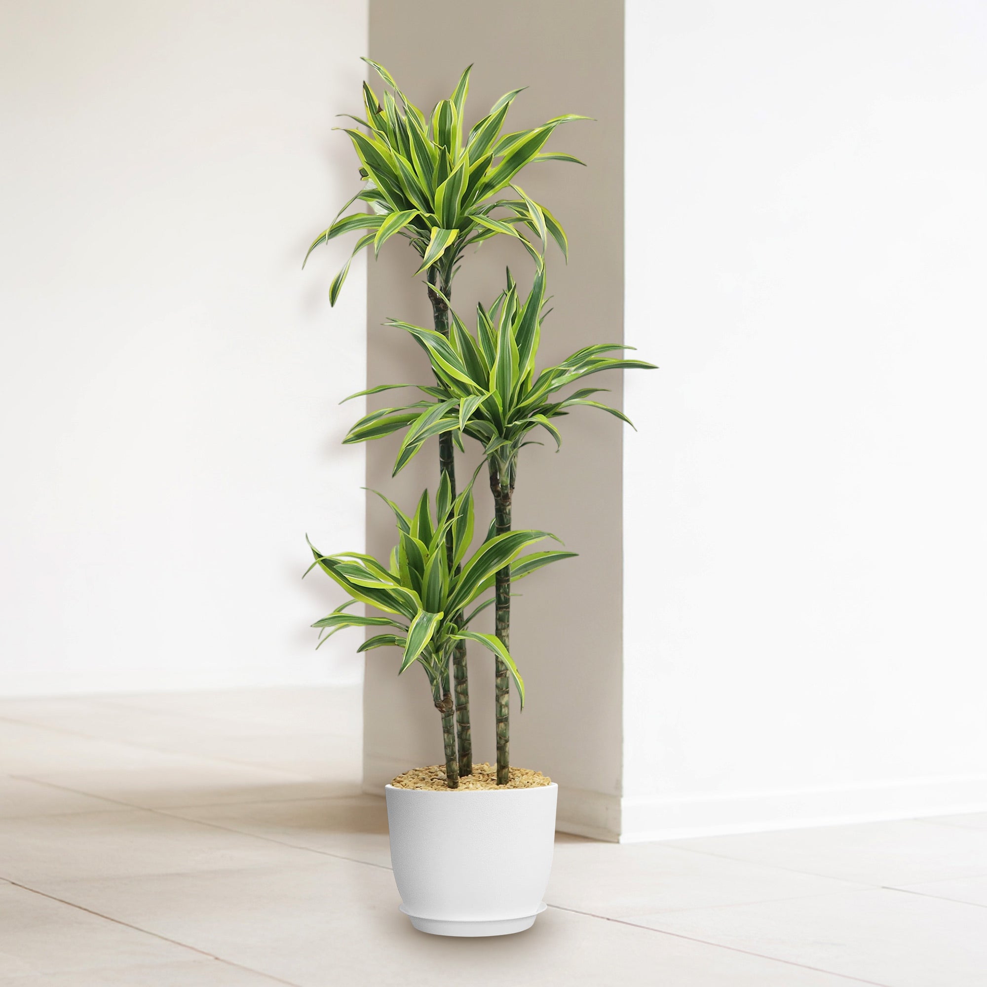 Triple ‘Lemon Lime’ Dracaena