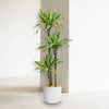Triple ‘Lemon Lime’ Dracaena