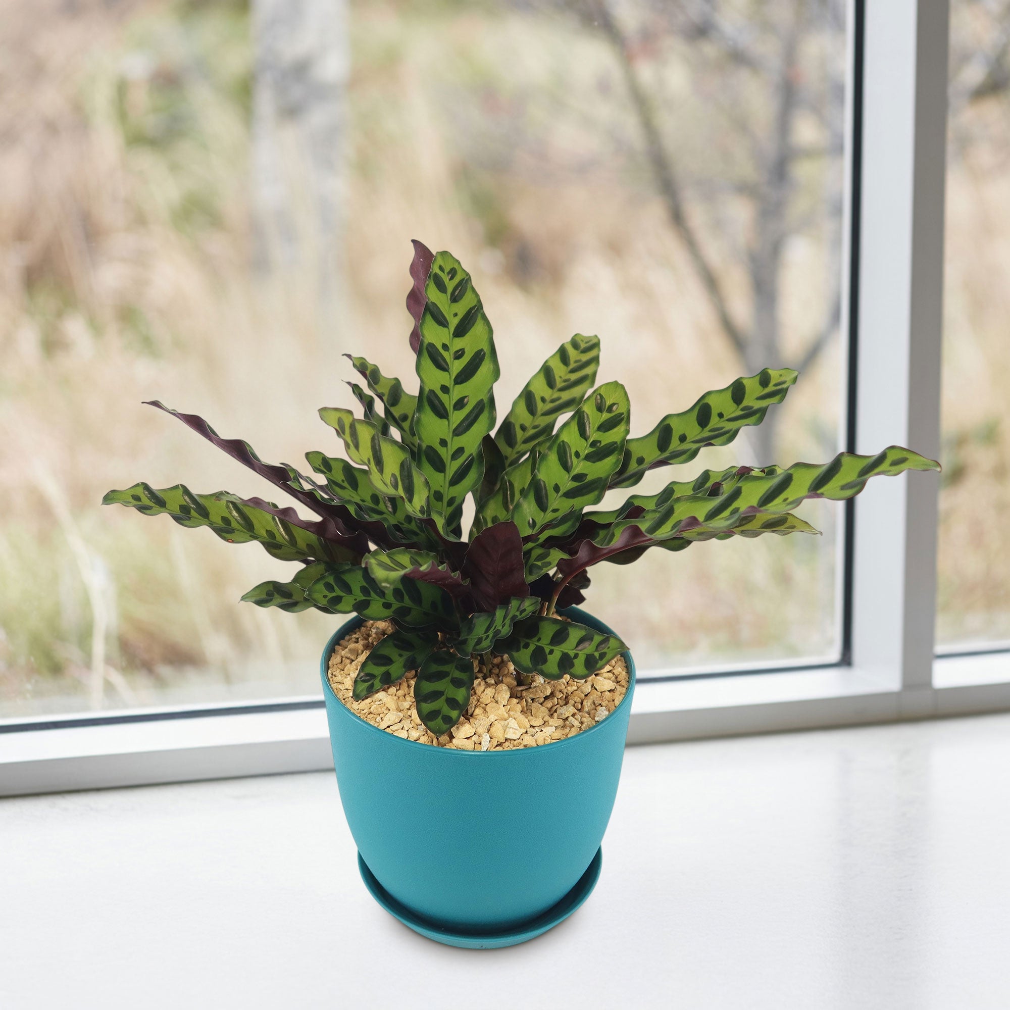 Rattlesnake Plant ‘Calathea lancifolia’