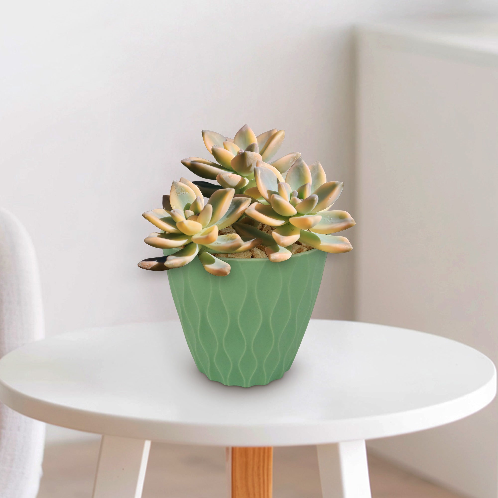 Variegated Ghost Plant - Graptopetalum Paraguayense Variegata