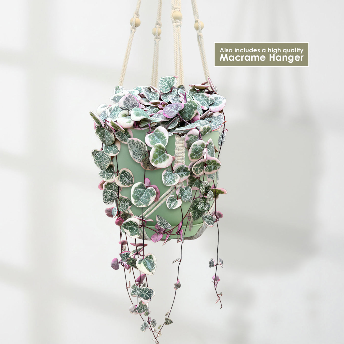 Shop 'Variegated String of Hearts 'Ceropegia Woodii Variegata' Care &  Growing Guide