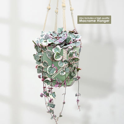 hanging pink plant Shop 'Variegated String of Hearts 'Ceropegia Woodii Variegata' Care & Growing Guide