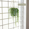 Variegated String of Pearls - Senecio Rowleyanus Variegated